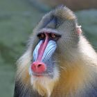 Mandrill