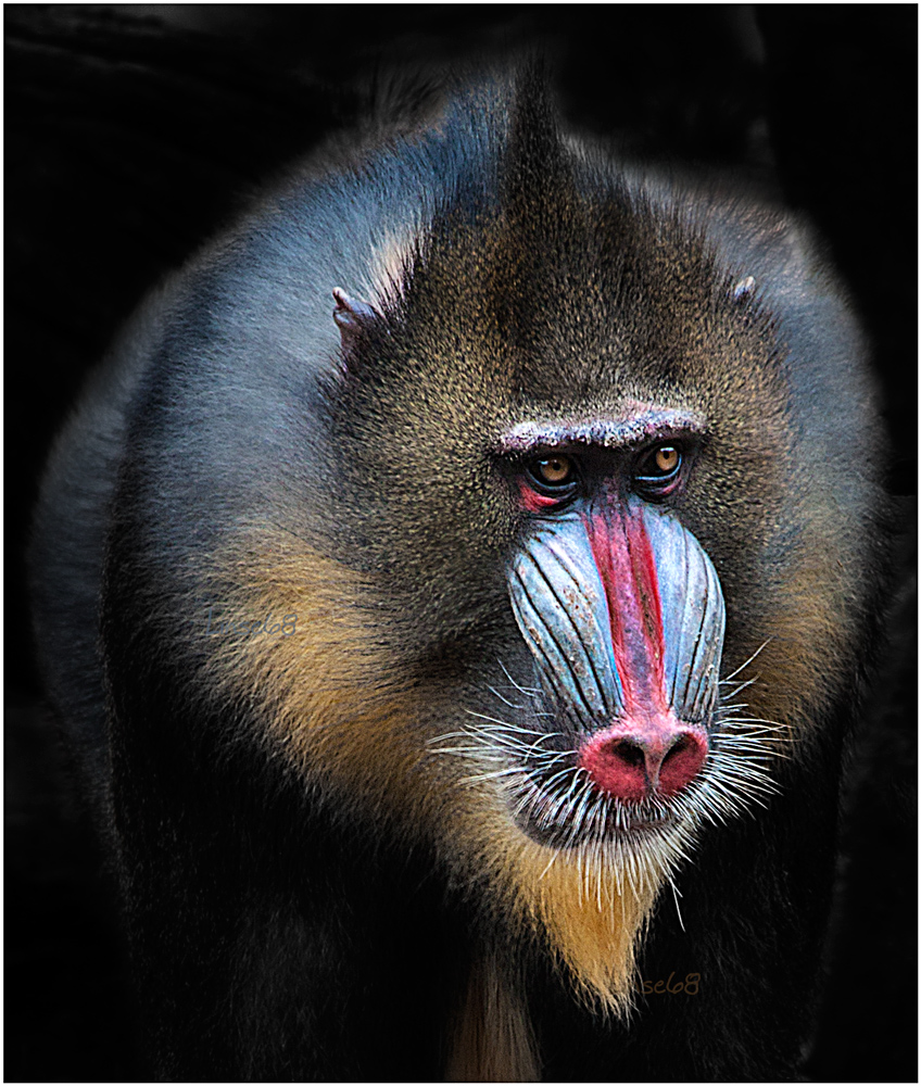 ...Mandrill...