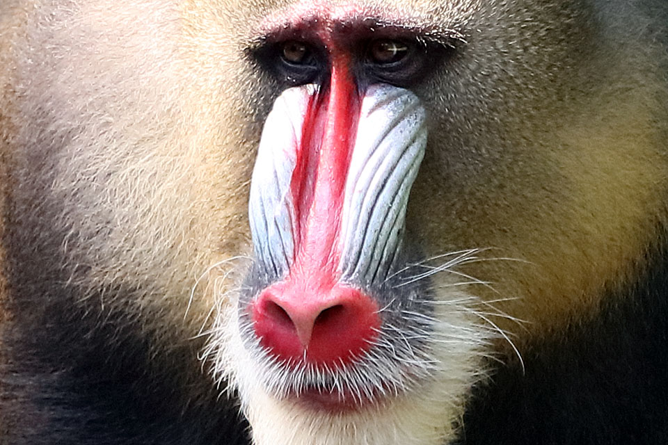 Mandrill