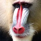 Mandrill