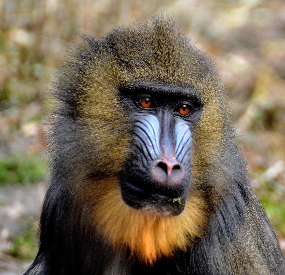 Mandrill