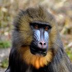 Mandrill