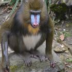 Mandrill