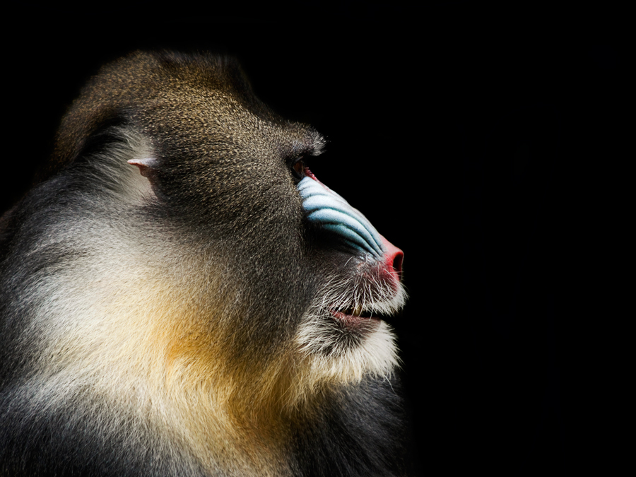 Mandrill