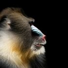 Mandrill