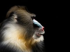 Mandrill