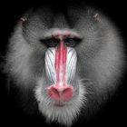 Mandrill