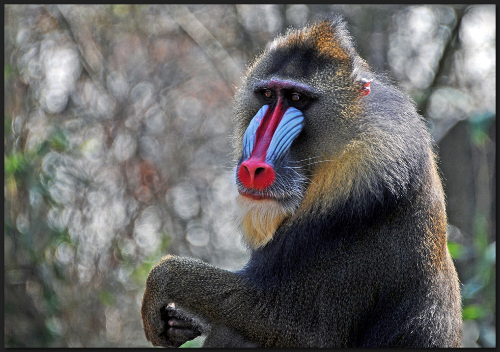 Mandrill