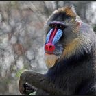 Mandrill