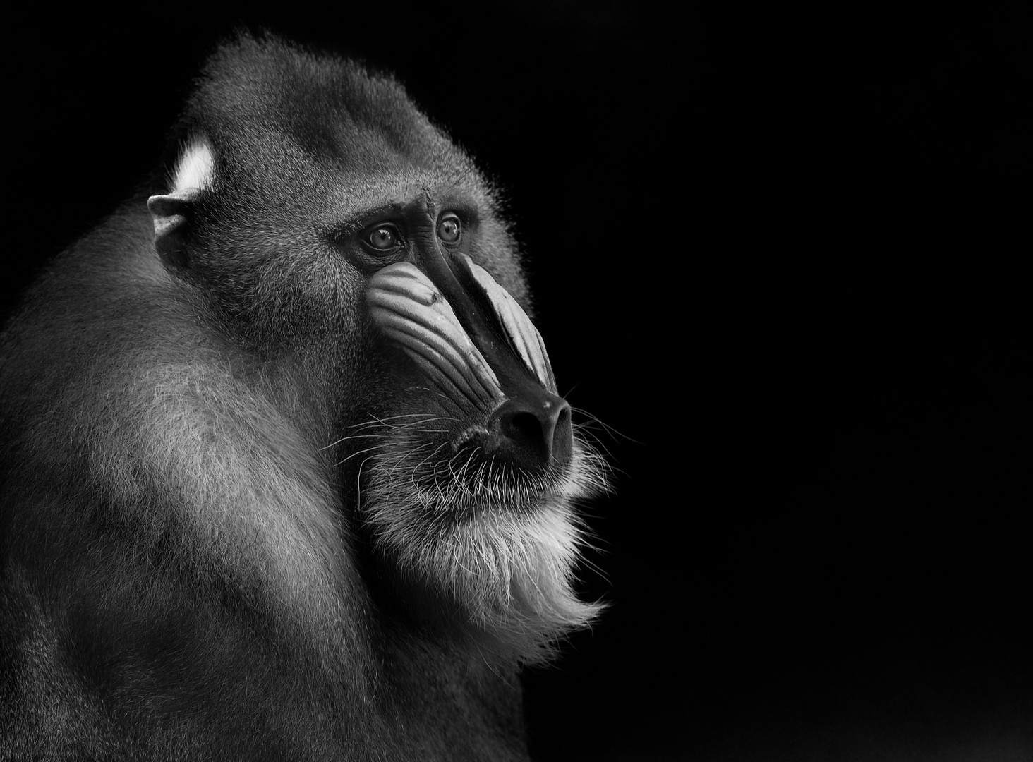 Mandrill