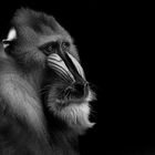 Mandrill