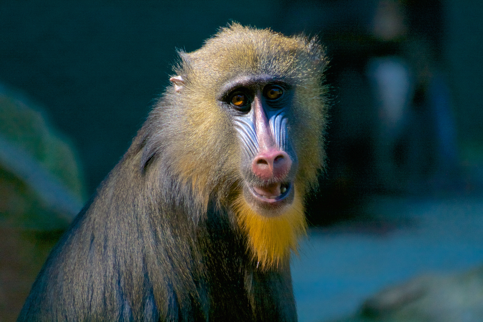 Mandrill