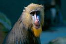 Mandrill by Ralf Diedrich 