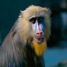 Mandrill