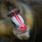 Mandrill 