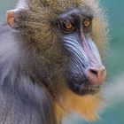 Mandrill