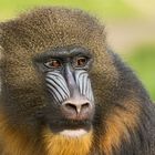 Mandrill 