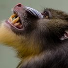 Mandrill