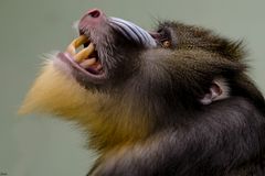 Mandrill