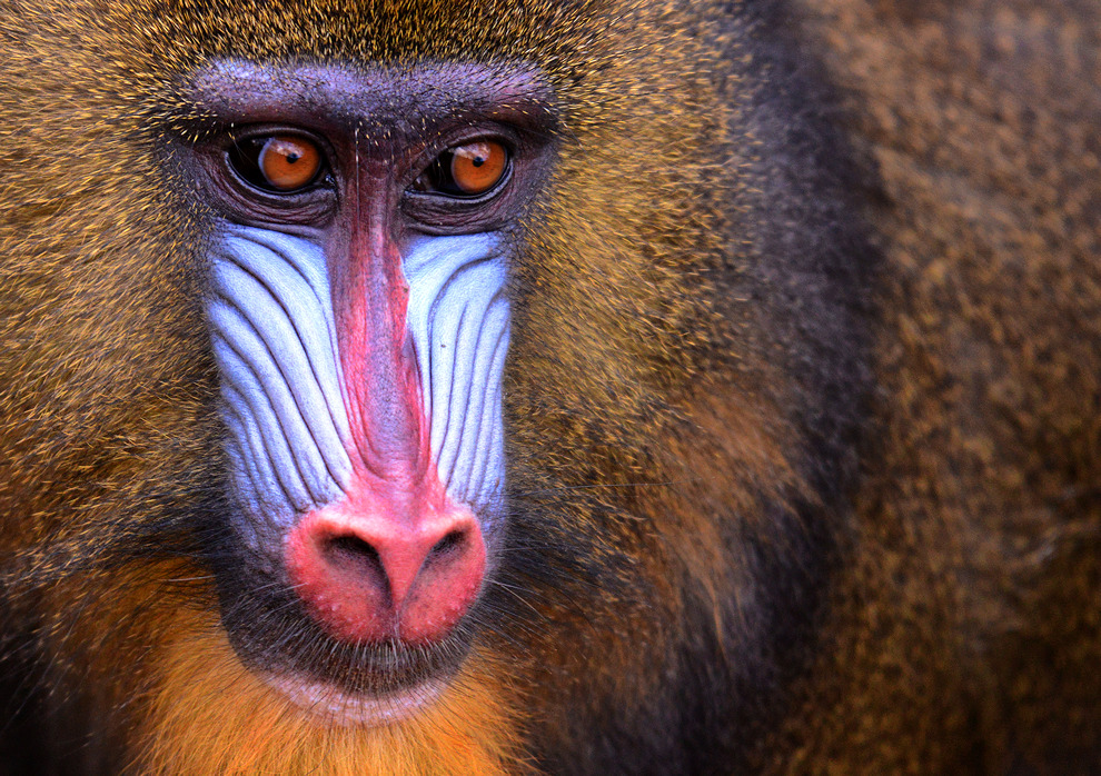 Mandrill