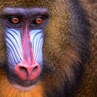 Mandrill