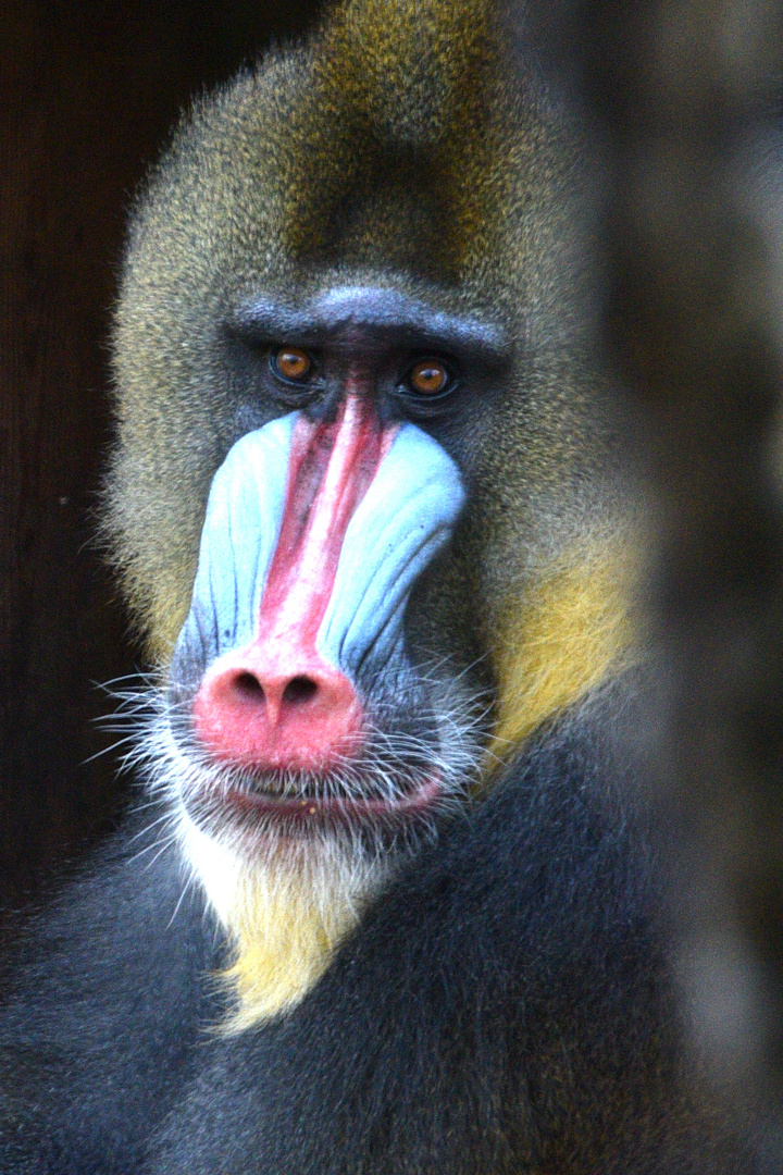 Mandrill