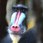 Mandrill