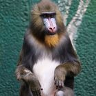 Mandrill