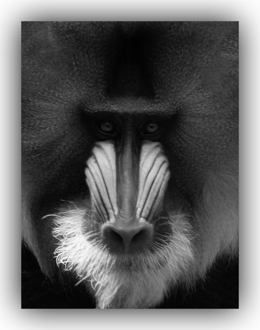 Mandrill Affe