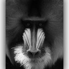 Mandrill Affe