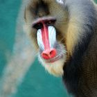 Mandrill Affe 3