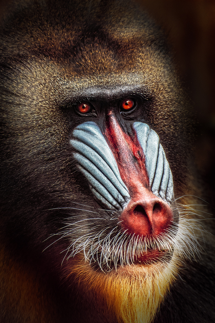 mandrill affe