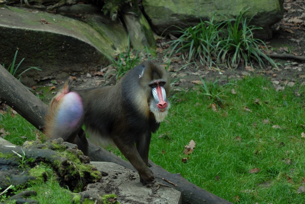 Mandrill-Affe