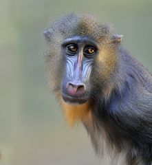 Mandrill Affe