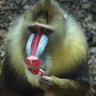 Mandrill Affe: "Ich bin noch ein Kind"