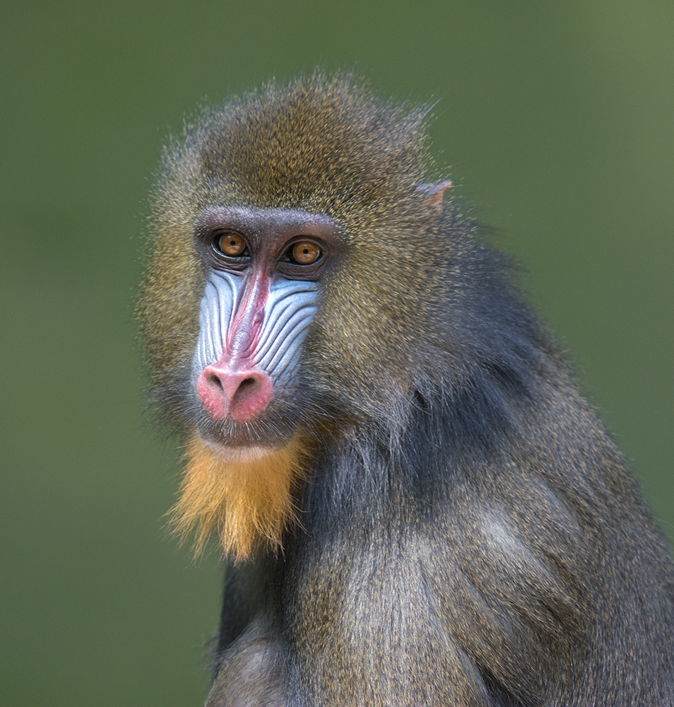 Mandrill