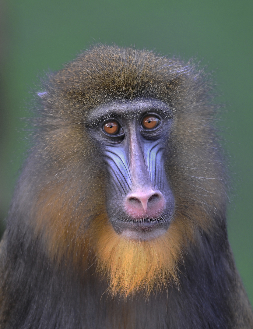 Mandrill