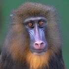 Mandrill