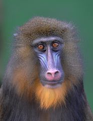 Mandrill