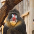 Mandrill