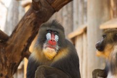 Mandrill