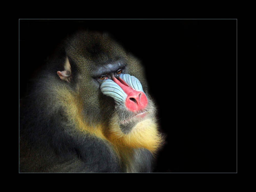 Mandrill...