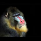 Mandrill...