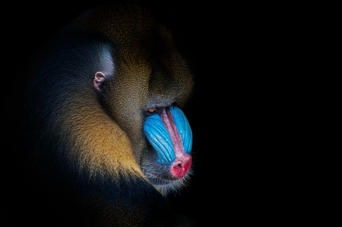 Mandrill