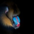 Mandrill