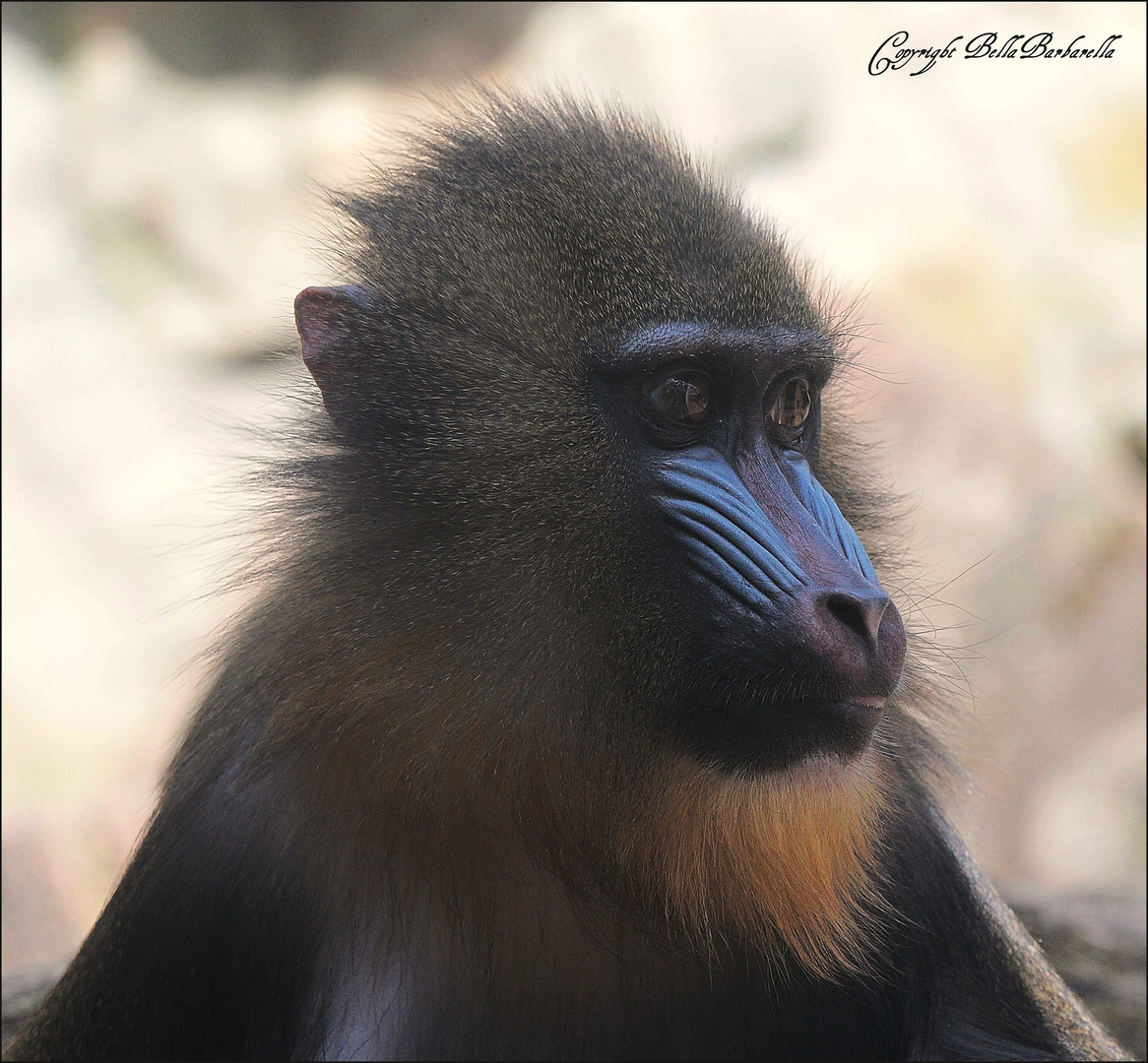 Mandrill