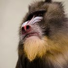 Mandrill