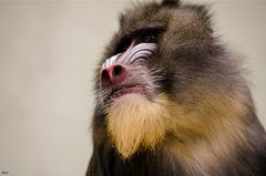 Mandrill