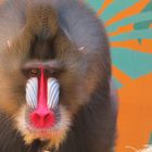 Mandrill