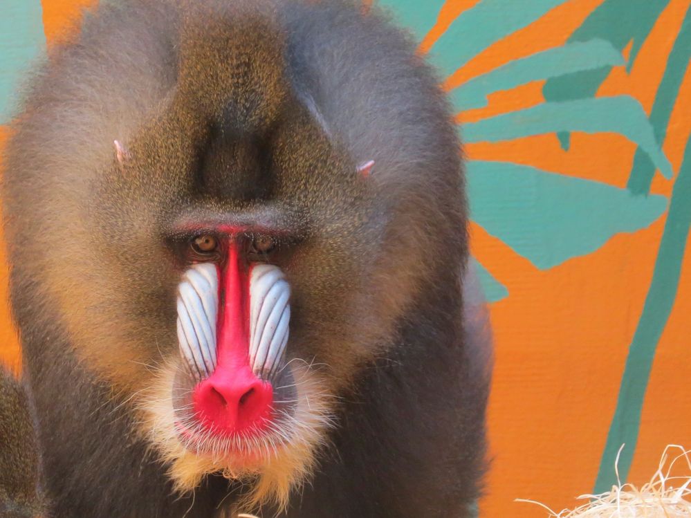 Mandrill